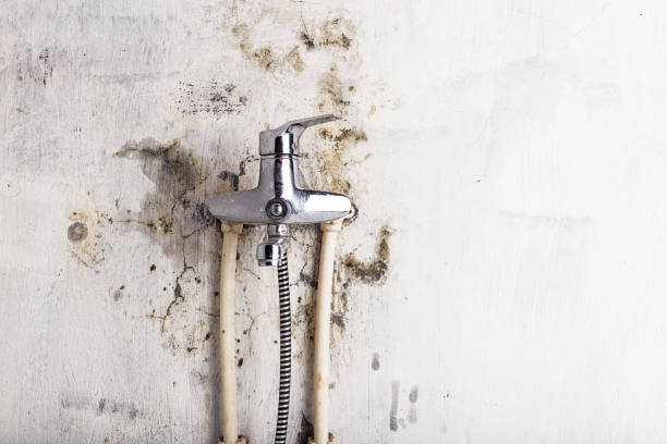 Best Localized Mold Remediation (e.g., coastal areas, humid climates) in Plattsmouth, NE