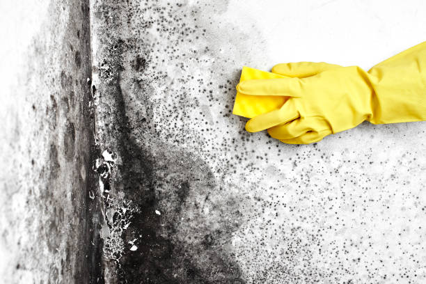 Best Attic Mold Remediation in Plattsmouth, NE