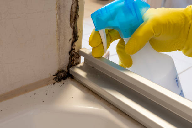 Best DIY Mold Remediation Support Services in Plattsmouth, NE
